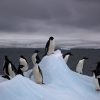 Adelie_Penguins_on_iceberg