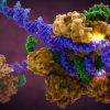 CRISPR-Cas9-in-Complex-with-Guide-RNA-and-target-DNA