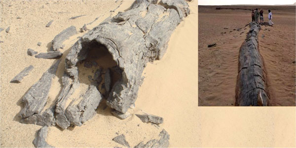 Restes de troncs fòssils al nord de Qasr es-Sagha.