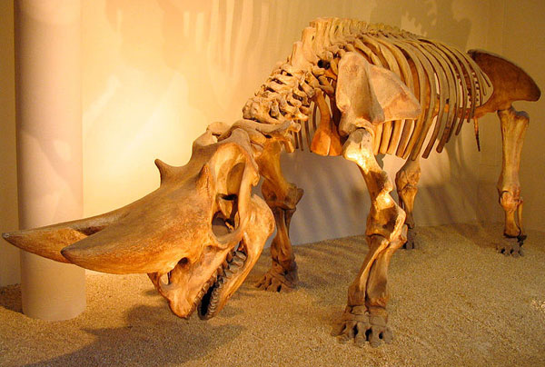 Arsinoitherium procedent del Faium, conservat en el Museu d’Història Natural de Londres.