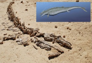 Restos fósiles de un dorudón en Wadi el-Hitan.