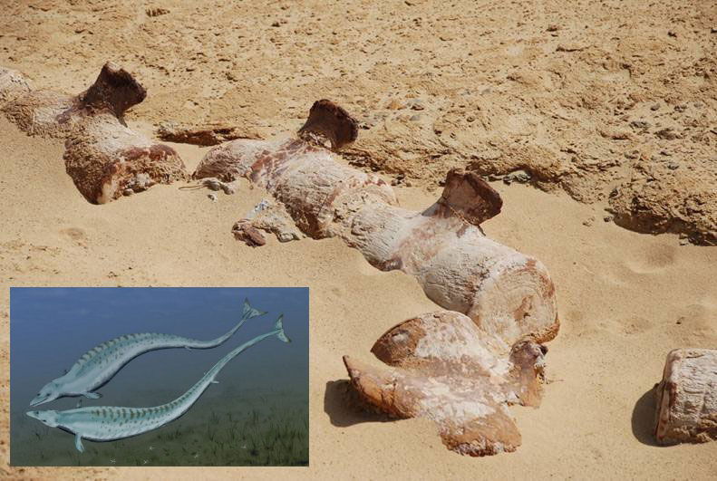 Vèrtebres d’un basilosaure en Wadi el-Hitan.