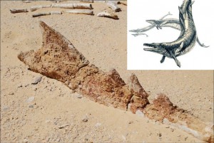 Parte de la mandíbula dentada de un basilosauro en Wadi el-Hitan.