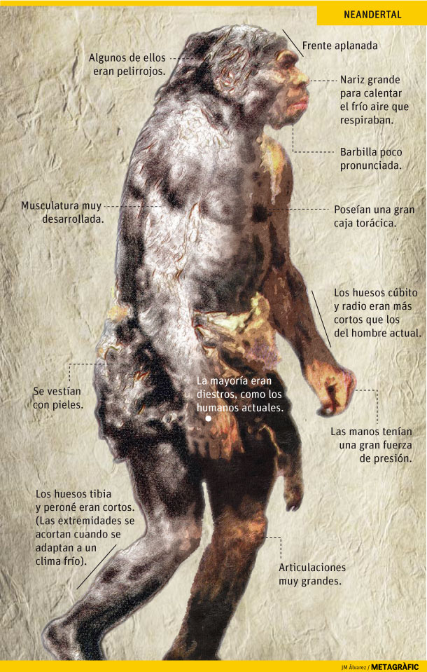 La aventura de estudiar los neandertales. Gráfico: JM. Álvarez / Metagràfic