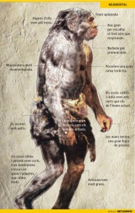 Neandertal. Gráfico: JM. Ávarez/Metagràfic