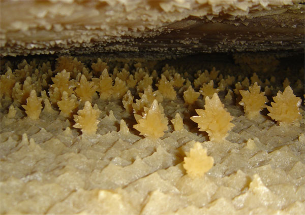 Formaciones cristalinas en forma de árbol en el Mar de Coral