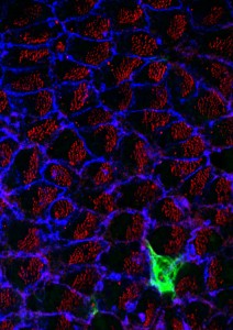 Representación de cómo se ve una célula madre neural (en verde) entre las de su alrededor en el cerebro de un ratón.