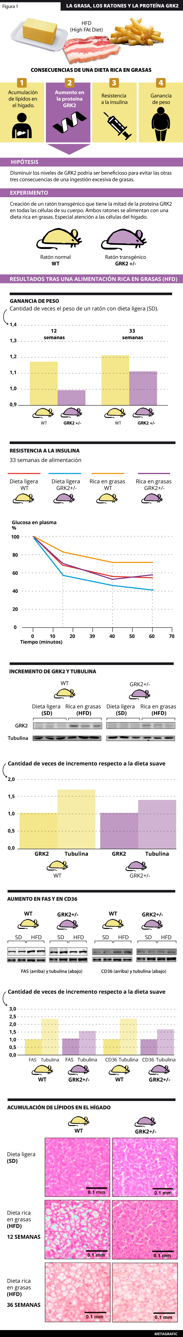 Se muestran las consecuencias encontradas al alimentar a los ratones normales (WT) y transgénicos (GRK2+/-) con una dieta alta en grasa. Estas se pueden resumir en: aumento de peso, desarrollo de resistencia a la insulina, aumento en la acumulación de lípidos en el hígado (debido al aumento en FAS y CD36) e incremento en los niveles de GRK2 en el hígado. 