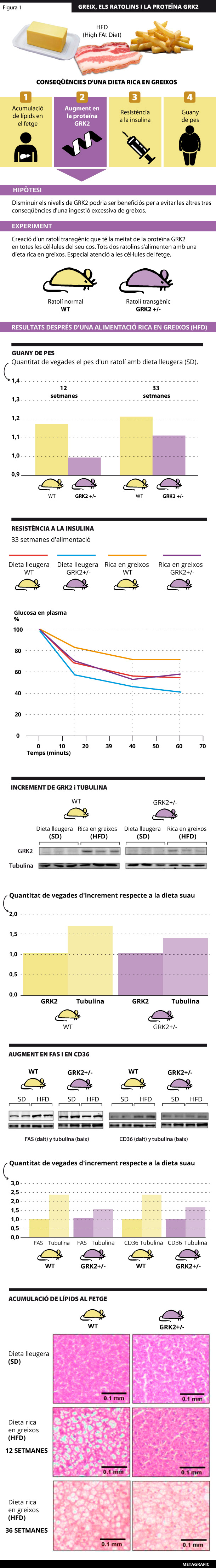 Es mostren les conseqüències que han sorgit en alimentar els ratolins normals (WT) i transgènics (GRK2+/-) amb una dieta alta en greix.