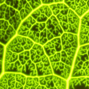 A la izquierda podemos ver la fluorescencia de una hoja de limonero, donde se aprecia la estructura fractal del sistema vascular. 