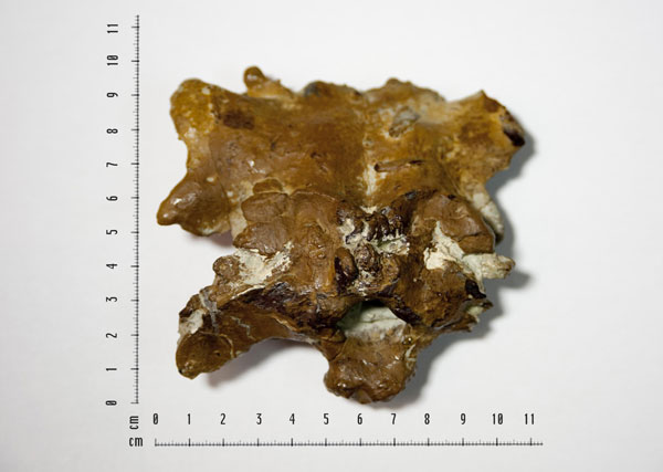 Restos hallados del cráneo de Ampelosaurus sp. Foto: CSIC Comunicación